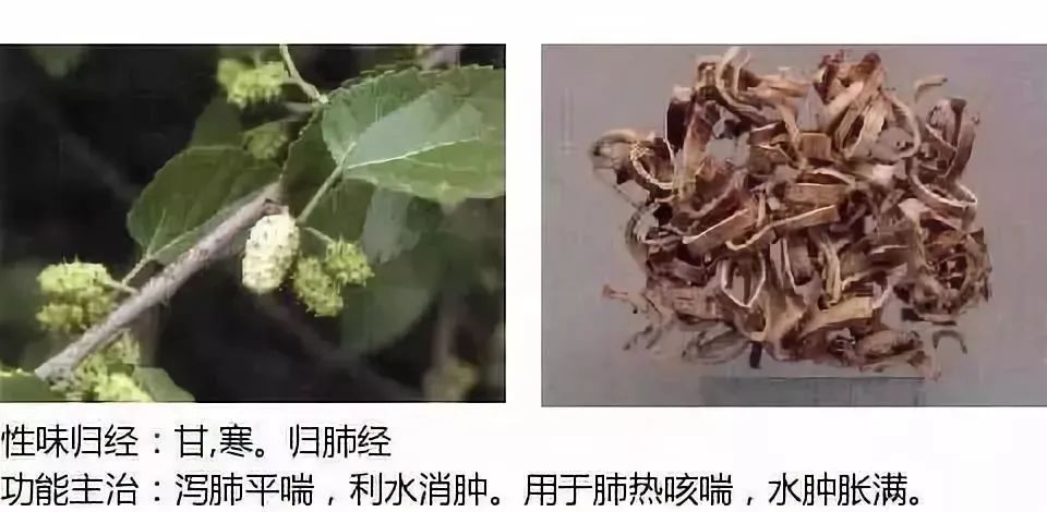 500多种中草药图（附主治功效）