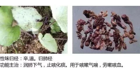 500多种中草药图（附主治功效）