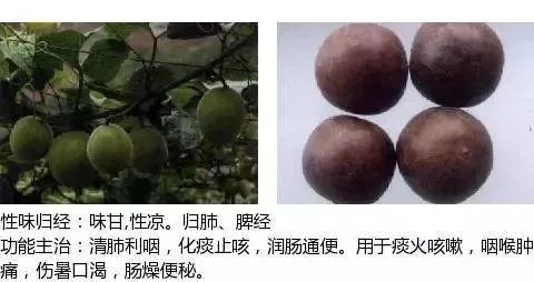 500多种中草药图（附主治功效）