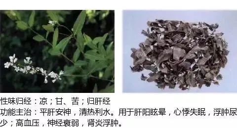 500多种中草药图（附主治功效）