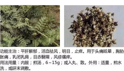 500多种中草药图（附主治功效）