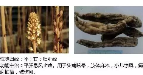 500多种中草药图（附主治功效）
