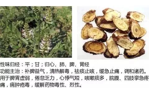 500多种中草药图（附主治功效）