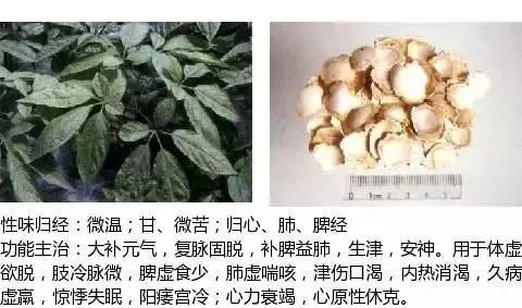 500多种中草药图（附主治功效）