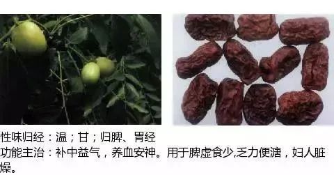 500多种中草药图（附主治功效）