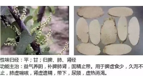 500多种中草药图（附主治功效）