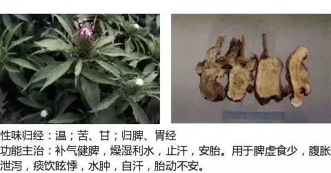 500多种中草药图（附主治功效）