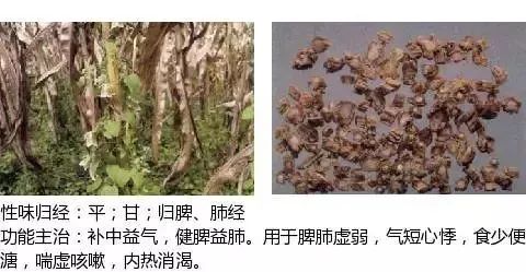 500多种中草药图（附主治功效）