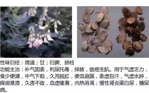 500多种中草药图（附主治功效）