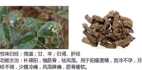 500多种中草药图（附主治功效）