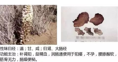 500多种中草药图（附主治功效）