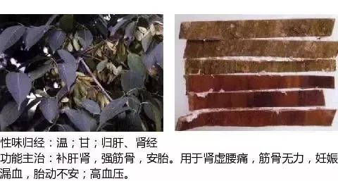 500多种中草药图（附主治功效）