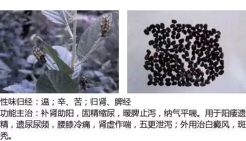 500多种中草药图（附主治功效）