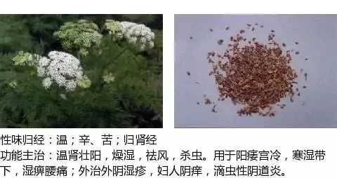 500多种中草药图（附主治功效）