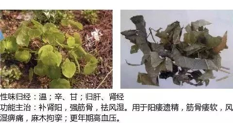 500多种中草药图（附主治功效）