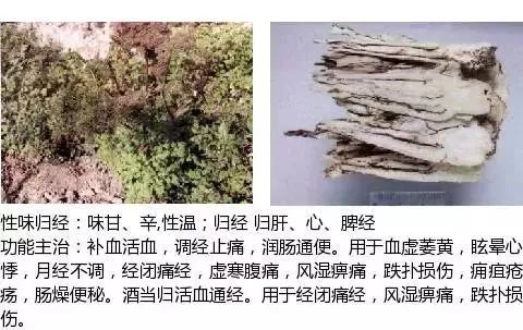 500多种中草药图（附主治功效）
