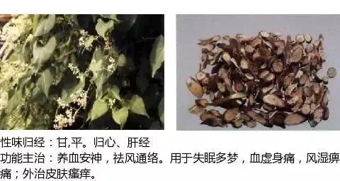 500多种中草药图（附主治功效）