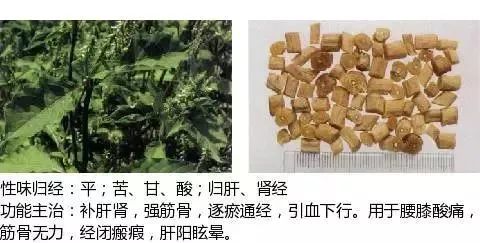 500多种中草药图（附主治功效）