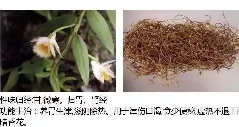 500多种中草药图（附主治功效）