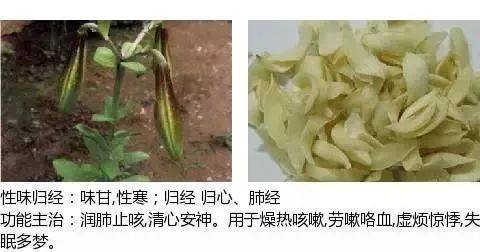 500多种中草药图（附主治功效）