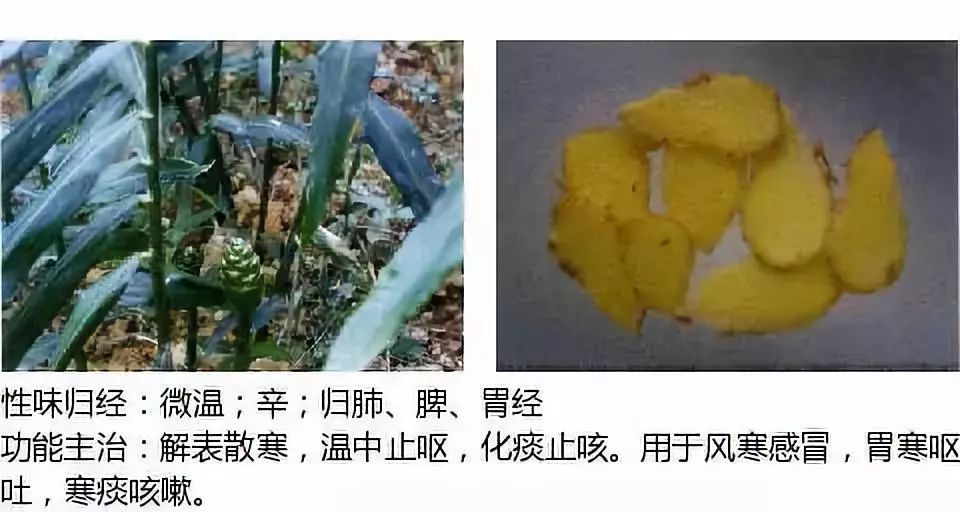 500多种中草药图(附主治功效) 500多种中草药图(附主治功效)