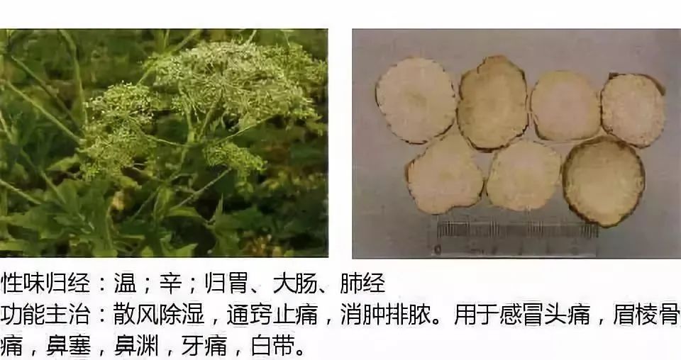 500多种中草药图(附主治功效) 500多种中草药图(附主治功效)