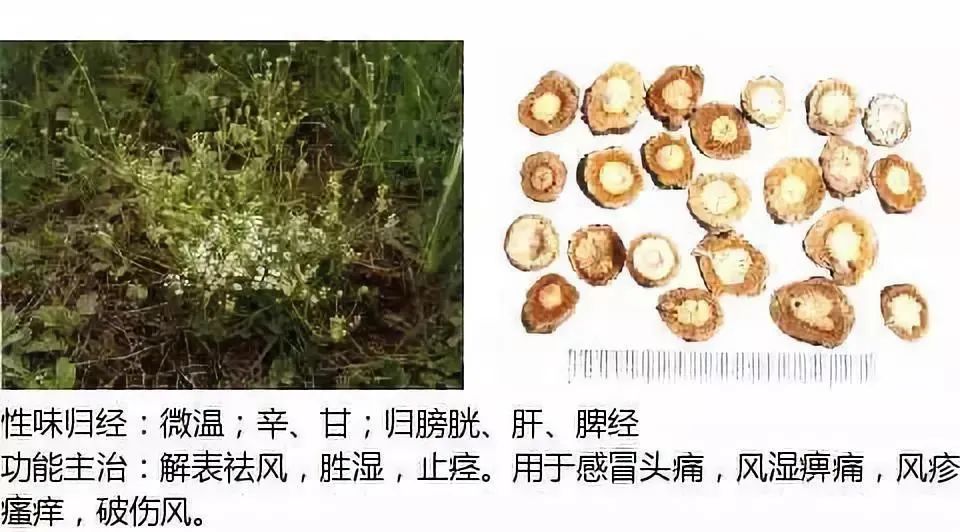 500多种中草药图(附主治功效) 500多种中草药图(附主治功效)