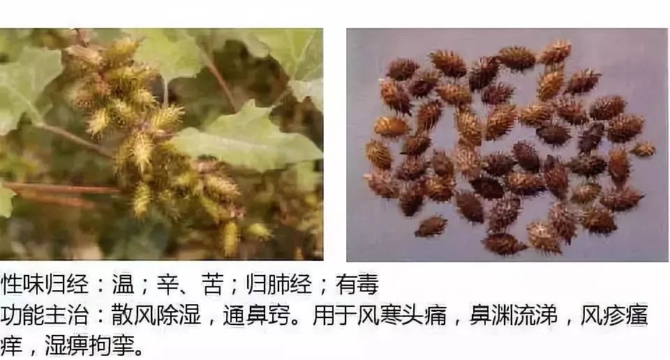 500多种中草药图(附主治功效) 500多种中草药图(附主治功效)