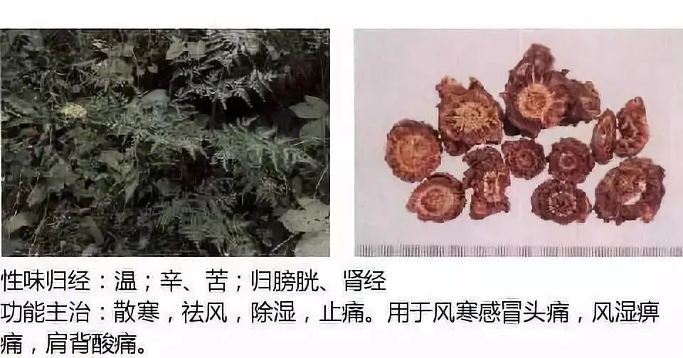 500多种中草药图(附主治功效) 500多种中草药图(附主治功效)