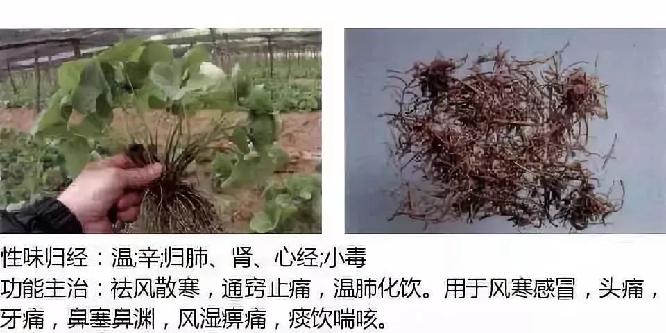 500多种中草药图(附主治功效) 500多种中草药图(附主治功效)
