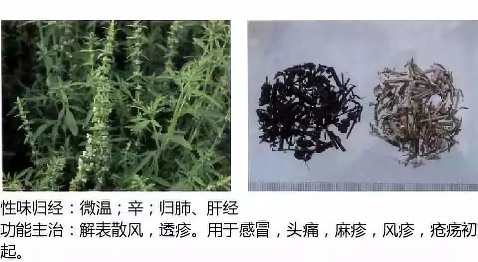 500多种中草药图(附主治功效) 500多种中草药图(附主治功效)