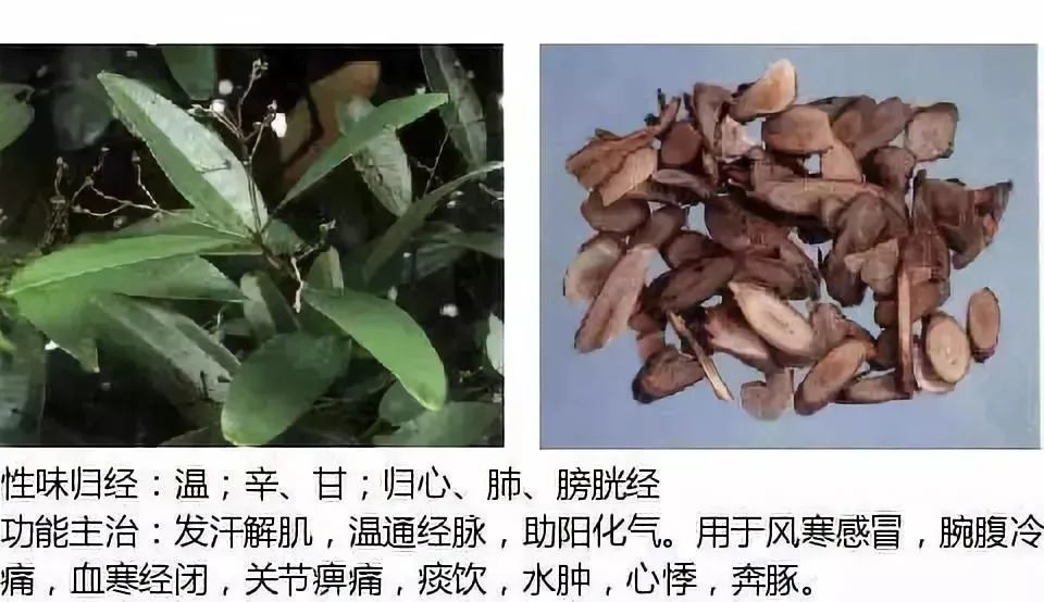 500多种中草药图(附主治功效) 500多种中草药图(附主治功效)
