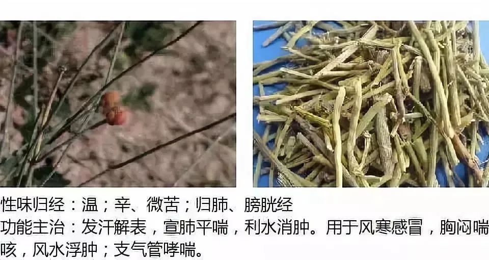 500多种中草药图(附主治功效) 500多种中草药图(附主治功效)
