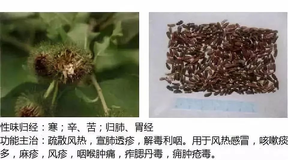 500多种中草药图(附主治功效) 500多种中草药图(附主治功效)
