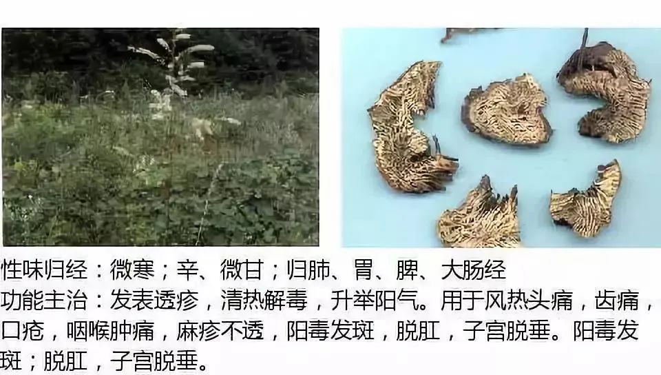 500多种中草药图(附主治功效) 500多种中草药图(附主治功效)