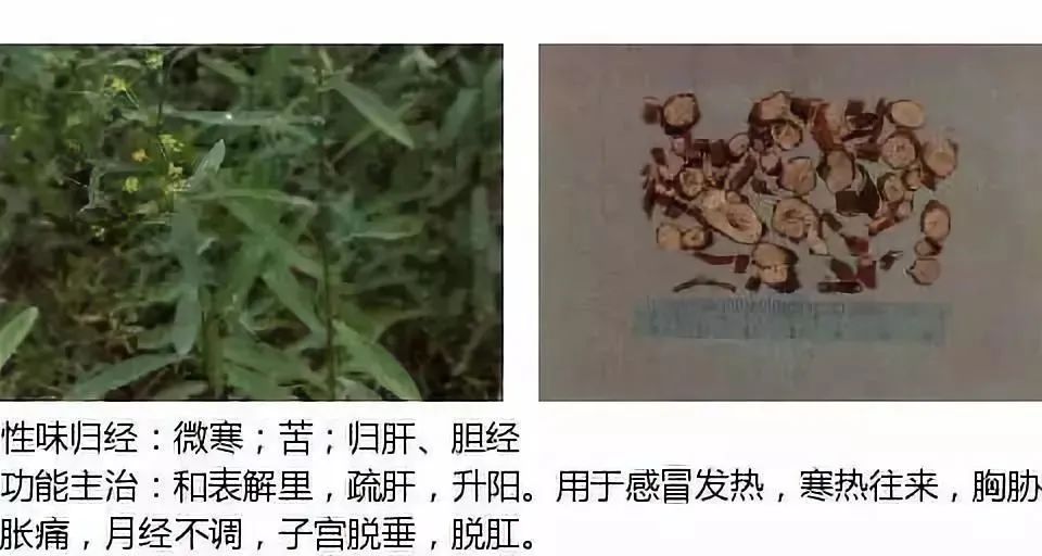 500多种中草药图(附主治功效) 500多种中草药图(附主治功效)