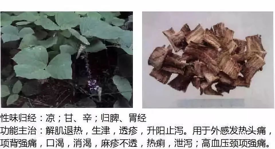 500多种中草药图(附主治功效) 500多种中草药图(附主治功效)