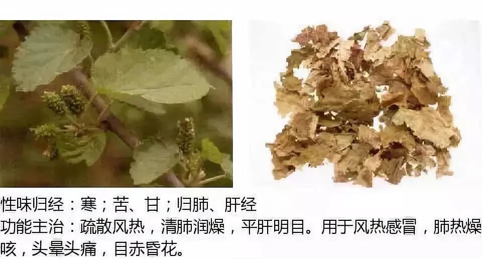 500多种中草药图(附主治功效) 500多种中草药图(附主治功效)