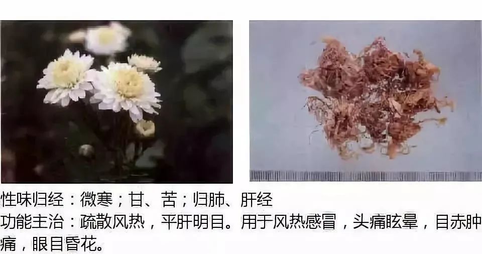 500多种中草药图(附主治功效) 500多种中草药图(附主治功效)
