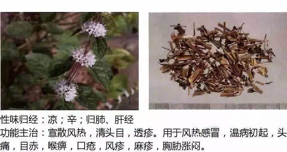500多种中草药图(附主治功效) 500多种中草药图(附主治功效)
