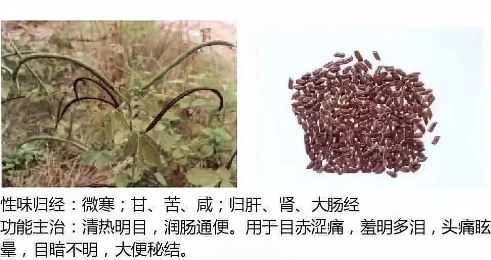 500多种中草药图（附主治功效）
