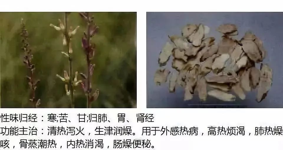 500多种中草药图（附主治功效）
