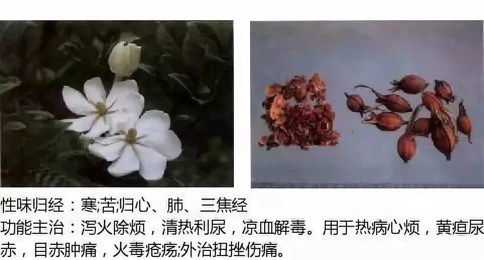 500多种中草药图（附主治功效）