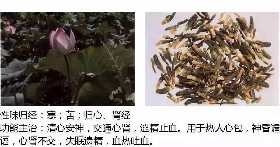 500多种中草药图（附主治功效）