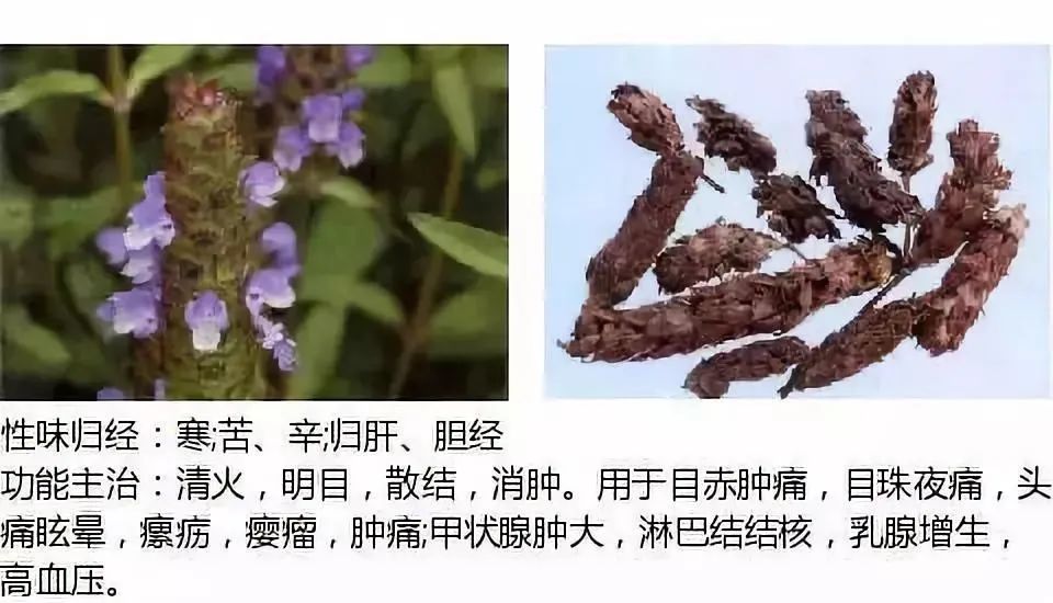 500多种中草药图（附主治功效）