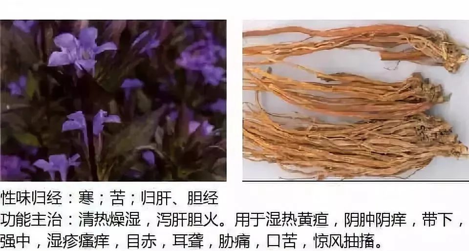 500多种中草药图（附主治功效）