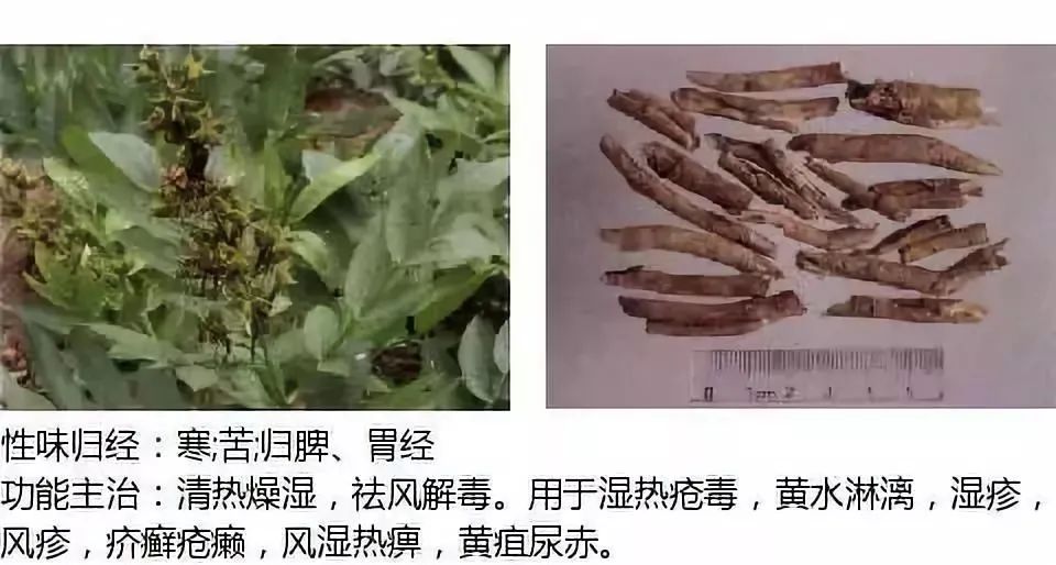 500多种中草药图（附主治功效）
