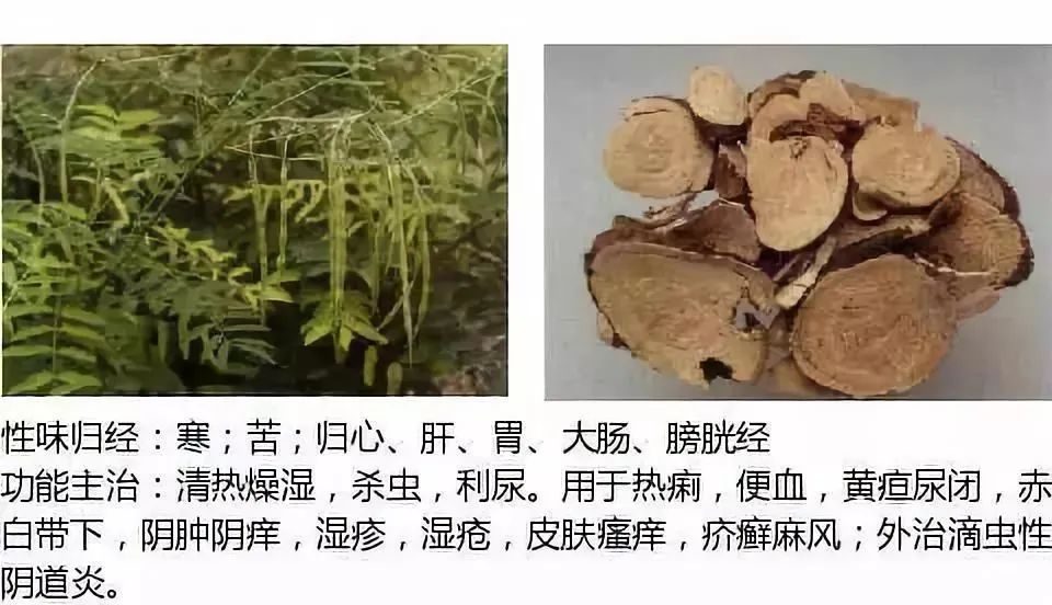500多种中草药图（附主治功效）