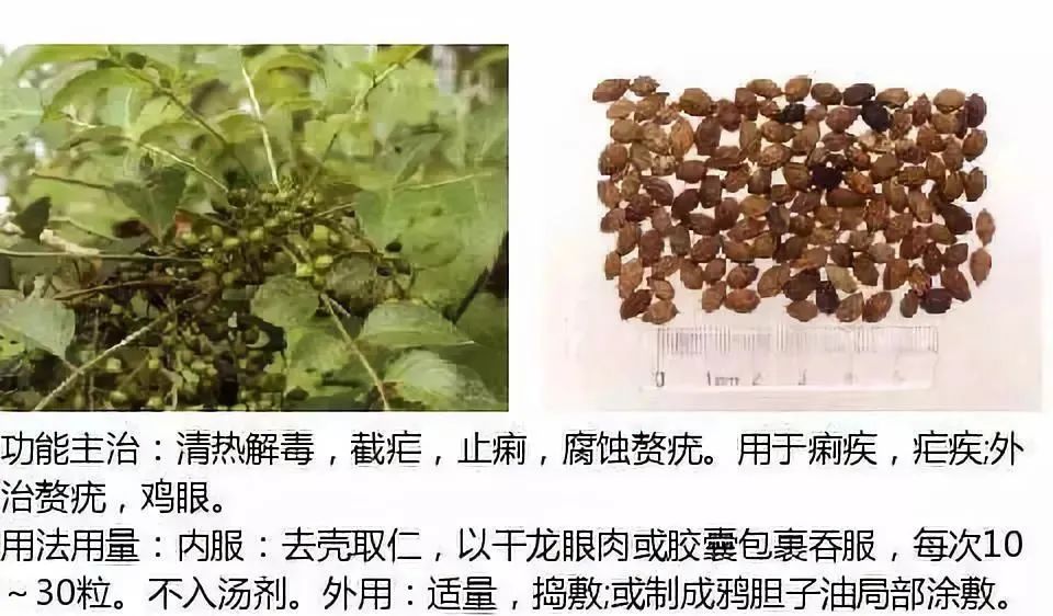 500多种中草药图（附主治功效）