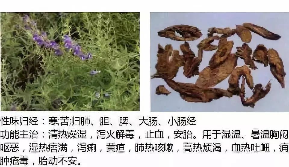 500多种中草药图（附主治功效）